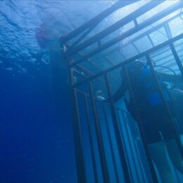 Photo du film 47 Meters Down avec la cage dans l'eau