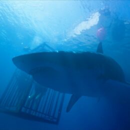 Photo du film 47 Meters Down avec un requin
